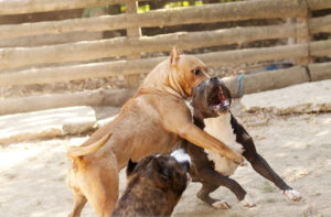 combattimento-tra-cani