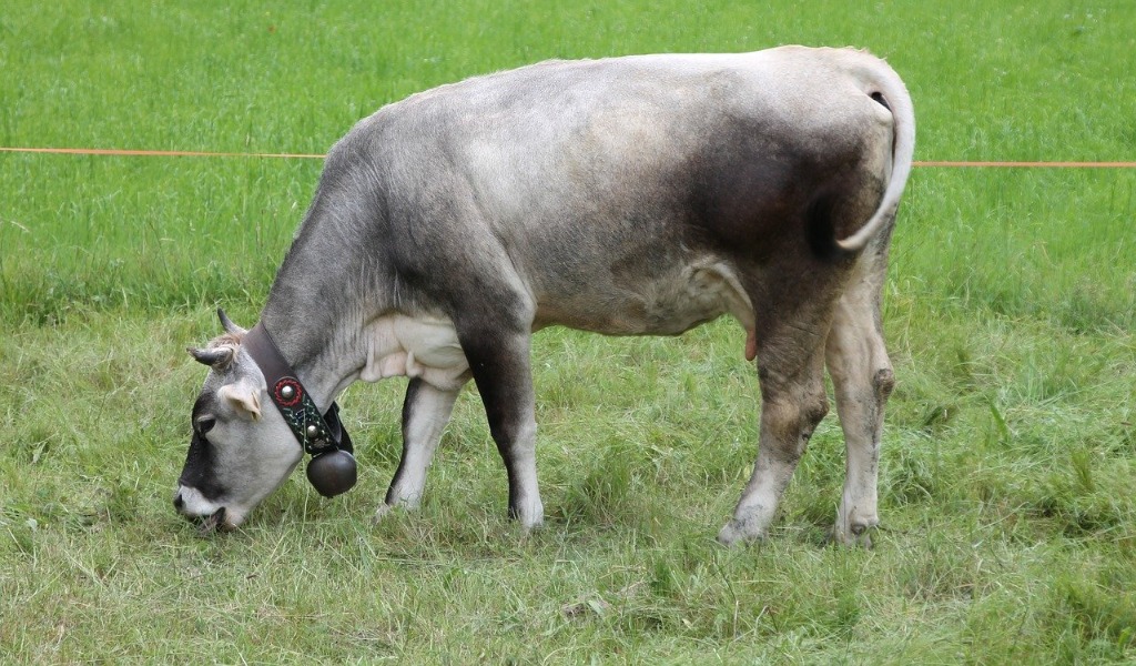Manifesta contro i campanacci al collo delle mucche: la Svizzera non le  concede la cittadinanza - Avvocato Animali
