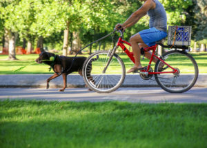portare a spasso il cane in bicicletta