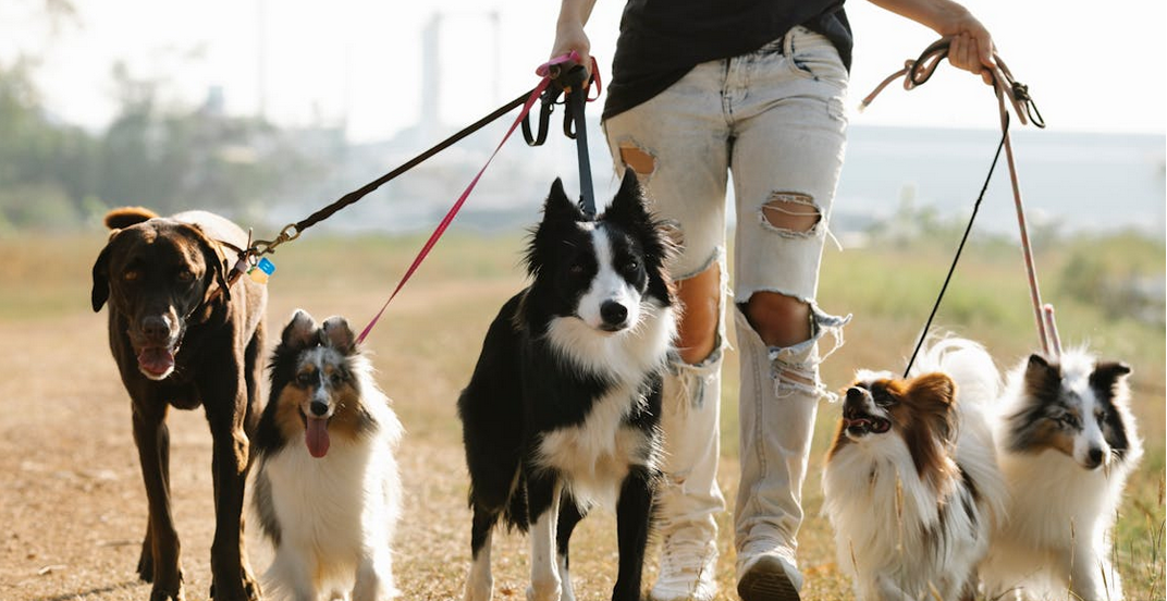 Cane morto: condannato il titolare della pensione per animali