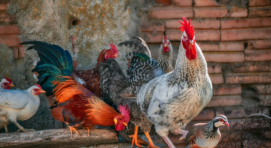 Galli banditi dal cortile se disturbano troppo