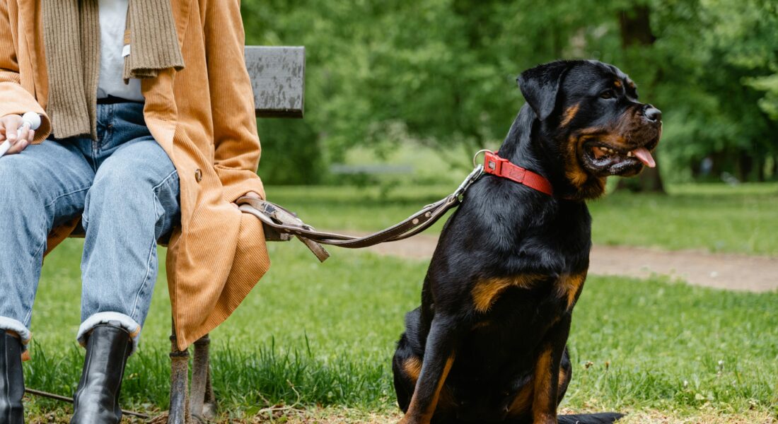 Quali sono le responsabilità e gli obblighi del proprietario di un cane?